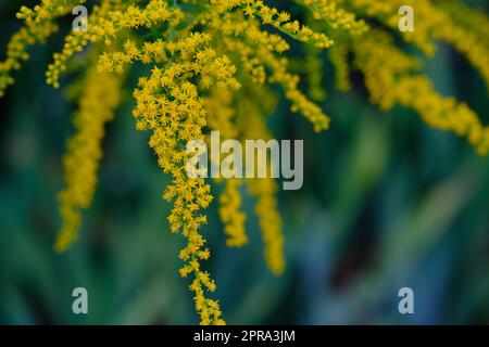 Buquets Ragweed-Büsche, Ambrosia artemisiifolia und Solidago, Goldstangen in Holzbrettern. Gefährliche und sichere Pflanze. Vergleich der Blumen. Stockfoto