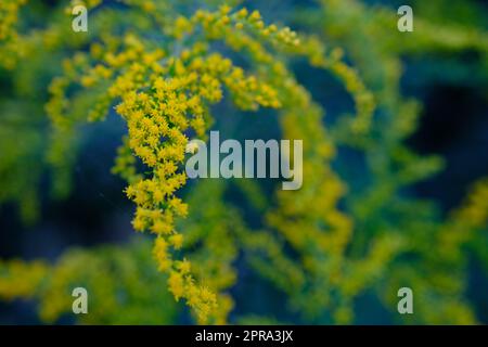 Buquets Ragweed-Büsche, Ambrosia artemisiifolia und Solidago, Goldstangen in Holzbrettern. Gefährliche und sichere Pflanze. Vergleich der Blumen. Stockfoto