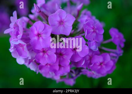 Der blühende Phlox Paniculata Pink Flame blüht an einem sonnigen Tag im Garten Stockfoto