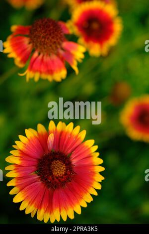 Der große Garten Hummel oder Ruderal Hummel Bombus ruderatus, wunderschönes Foto. Gaillardien. Hummel sammelt Pollen auf gaillardien. Eine schöne und helle Gartenblume Stockfoto