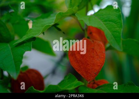 Physalis-Pflanze mit leuchtend roten orangen Blüten und grünen Blättern auf schwarzem Hintergrund Stockfoto