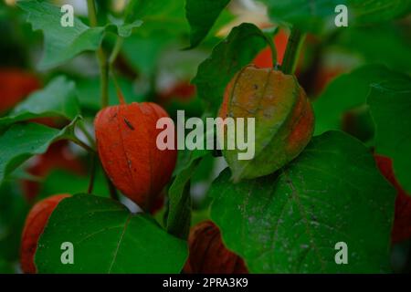 Physalis-Pflanze mit leuchtend roten orangen Blüten und grünen Blättern auf schwarzem Hintergrund Stockfoto