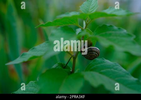 Schnecke krabbelt auf einem Physaliszweig am sonntagstag Stockfoto