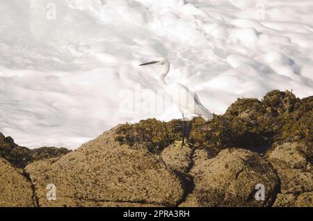 Die kleine Egretta garzetta. Stockfoto