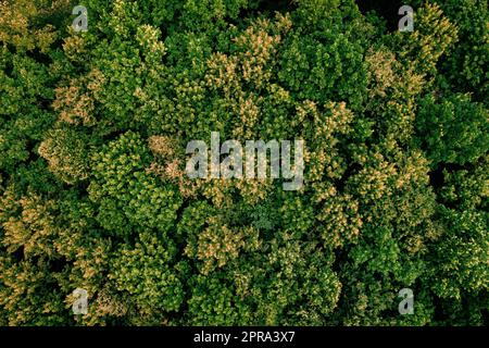 Sommer im Laubwald von oben Stockfoto