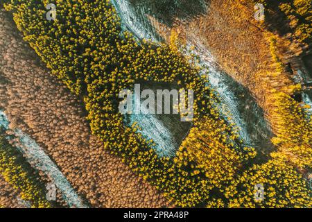 Laubbäume Ohne Laubblätter Und Grüner Wald Aus Der Vogelperspektive Im Frühling. Pine Forest In Deforestation Area Landscape. Drohnenansicht. Vogelperspektive Stockfoto