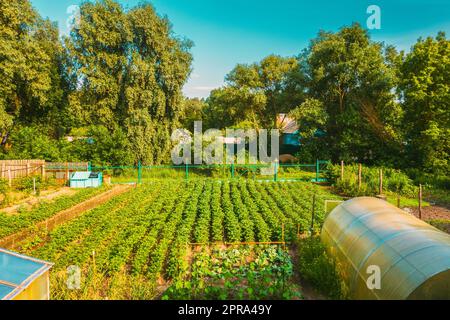 Erhöhter Blick Auf Gemüsegarten In Kleinstadt Oder Dorf. Kartoffelplantage Und Treibhaus Am Sommerabend. Village Garden Betten Stockfoto