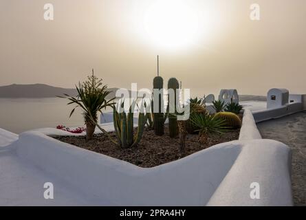 Nahaufnahme von Kakteen und Aloen, die in einem Blumenbeet in Santorin wachsen. Stockfoto