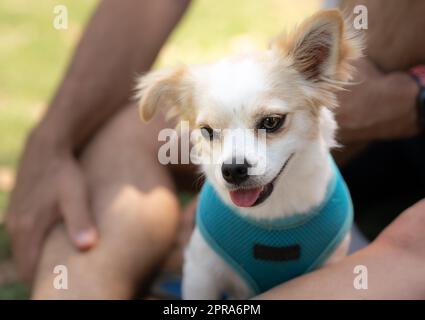 Ein kleiner Hund, der in einem Park sitzt und auf dem Schoß des Besitzers sitzt Stockfoto