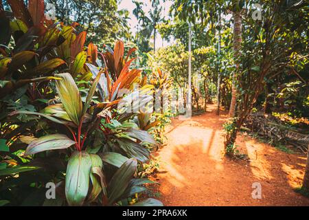 Goa, Indien. Blick Auf Den Road Lane Path Way, Umgeben Von Grüner Vegetation, Bäumen Und Büschen Am Sonnigen Tag Stockfoto