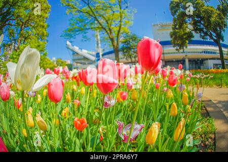 Bunte Tulpen und schönes Wetter Stockfoto