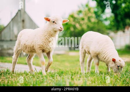 Hausschaf Lamm Weiden Fütterung In Weide. Schafzucht Stockfoto