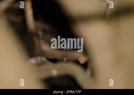 Gran Canarias blauer Kaffinch. Stockfoto