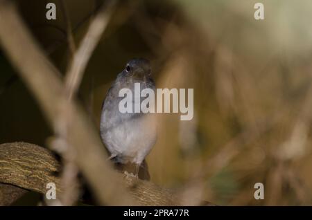 Gran Canarias blauer Kaffinch. Stockfoto