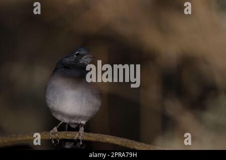 Gran Canarias blauer Kaffinch. Stockfoto