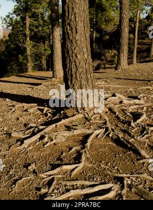 Stamm und Wurzeln der Kiefer der Kanarischen Inseln. Stockfoto