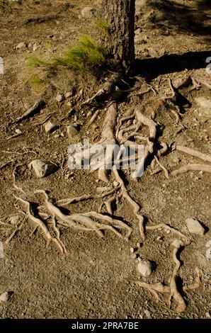 Stamm und Wurzeln der Kiefer der Kanarischen Inseln. Stockfoto