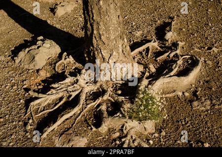 Lobularia canariensis zwischen den Wurzeln einer Kiefer der Kanarischen Inseln. Stockfoto