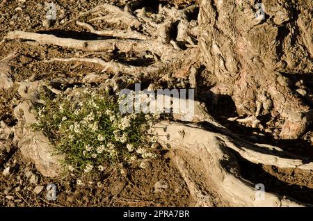 Lobularia canariensis zwischen den Wurzeln einer Kiefer der Kanarischen Inseln. Stockfoto