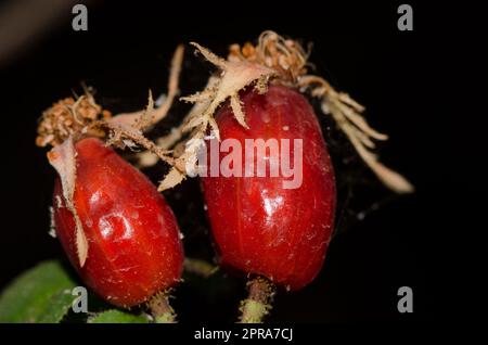 Früchte der Hunderose Rosa canina. Die Frances-Schlucht. Der Nublo Rural Park. Tejeda. Gran Canaria. Kanarische Inseln. Spanien. Stockfoto