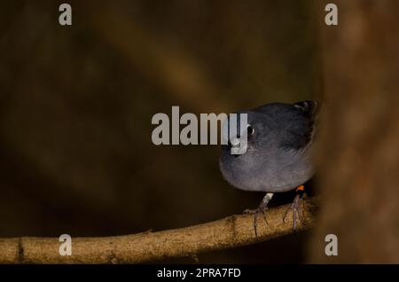 Gran Canarias blauer Kaffinch. Stockfoto