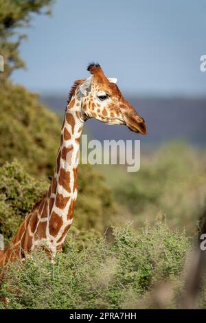 Nahaufnahme einer vernetzten Giraffe im Gebüsch Stockfoto