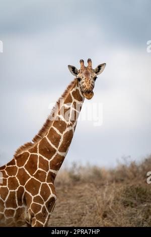 Nahaufnahme einer in der Savanne stehenden Netzgiraffe Stockfoto