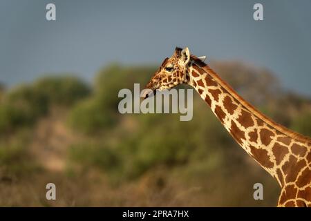 Nahaufnahme einer in goldenem Licht stehenden Netzgiraffe Stockfoto