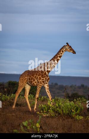 In warmem Licht durchquert die Netzgiraffe die Savanne Stockfoto