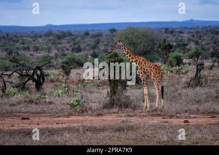 Die Netzgiraffe steht am Busch auf der Savanne Stockfoto
