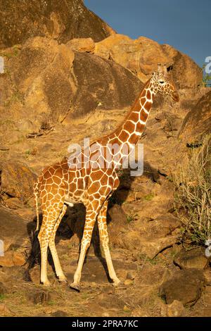 Die Netzgiraffe steht am Busch auf Felsen Stockfoto