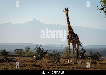 Die Netzgiraffe steht mit dem Mount Kenya dahinter Stockfoto