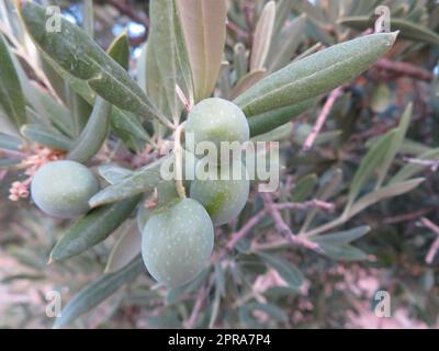 Oliven in grünen Zweigkörnern Olivenöl Früchte Stockfoto