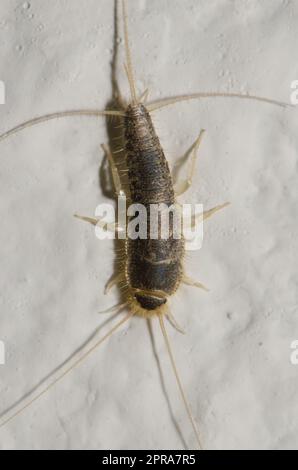 Silberfisch Lepisma saccharina. Stockfoto