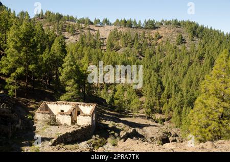 Haus in Ruinen und Wald der Kanarischen Insel Kiefer. Stockfoto