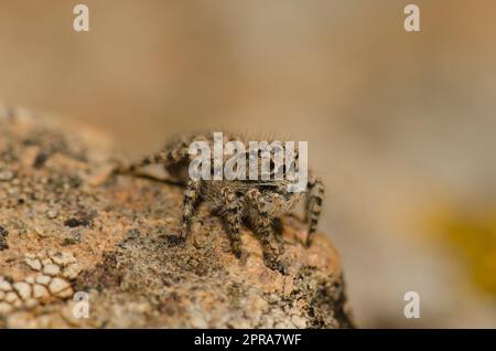 Weibliche Springspinne. Stockfoto