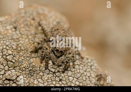 Weibliche Springspinne. Stockfoto