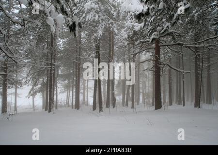 Winterlandschaft, Divcibare, Serbien. Bäume im Nebel, verschneit, neblig. Stockfoto