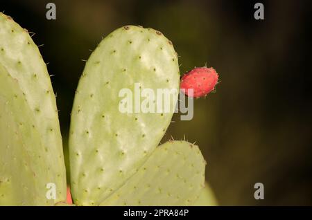 Früchte und Paddel von Opuntia maxima. Stockfoto