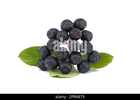 Aronia melanocarpa, die schwarze Kakaobeere genannt Stockfoto