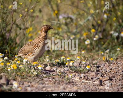 Gemeine oder Europäische Wachtel, Coturnix coturnix, männlicher Einzelmann auf Grround, Sardinien, April 2023 Stockfoto