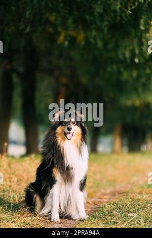 Tricolor Rough Collie, Lustige schottische Collie, langhaarige Collie, englischer Collie, Lassie Hund posiert im Freien im Park. Portrait In Park Stockfoto