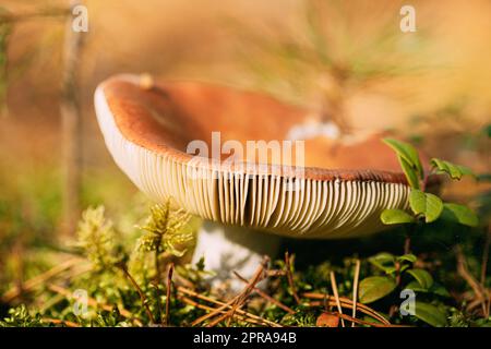 Mushroom Russula emetica - sickener, emetitischer Täuschungsling oder erbrechender Täuschungsling. Herbstwald. Bedingt essbarer Pilz. Weißrussland, Europa Stockfoto