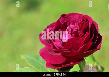 Rote Rosenblume in Nahaufnahme Stockfoto