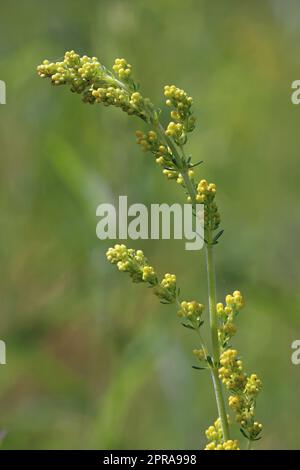 Ladys Bettstrohblütenknospen in Nahaufnahme Stockfoto