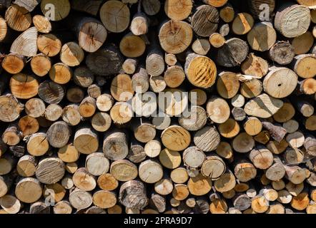 Stapel von Brennholz für den Winter vorbereitet Stockfoto