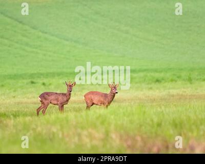 Rotwild, Capreolus capreolus, grasen im Sommer auf der Wiese mit Kopierraum. Roebuck füttert Grünland mit Platz für Text. Braunsäugeweide im Sommer. Stockfoto