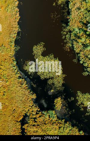 Luftaufnahme Der Grünen Graslandschaft. Draufsicht Auf Die Flussküste Von High Attitude Am Herbsttag. Marsh Bog. Drohnenansicht. Vogelperspektive Stockfoto