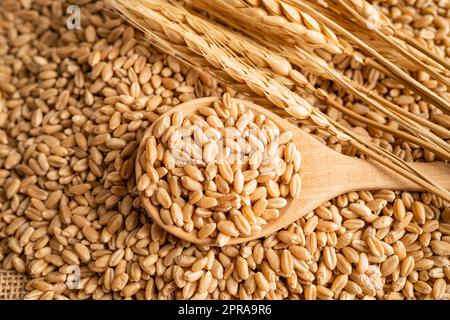 Getreide und Weizenohren aus ökologischer Landwirtschaft. Stockfoto
