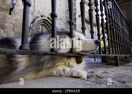 Husky auf einem Zaun Stockfoto